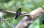 Trinidad2005 - 137 * Copper-rumped Hummingbird.